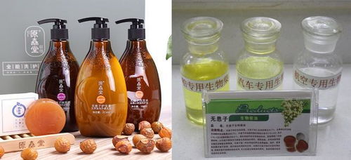 无患子产业将助力 十四五 生物经济发展