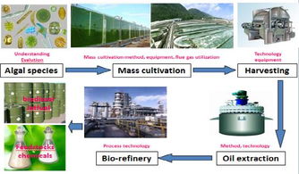 青岛能源所在微藻生物能源研究中取得新进展