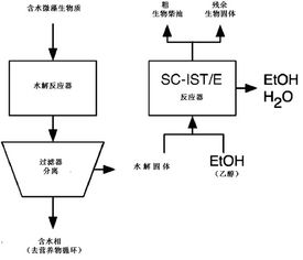 从微藻生物质直接生产生物柴油的新工艺可望减少能量和操作成本